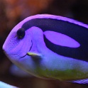 Marineland - Aquarium - 053